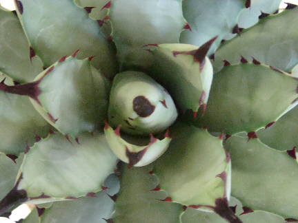 Agave toumeyana var. bella